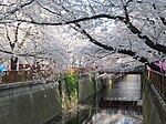 Meguro River Spring 2014(2)